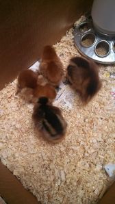 baby chicks